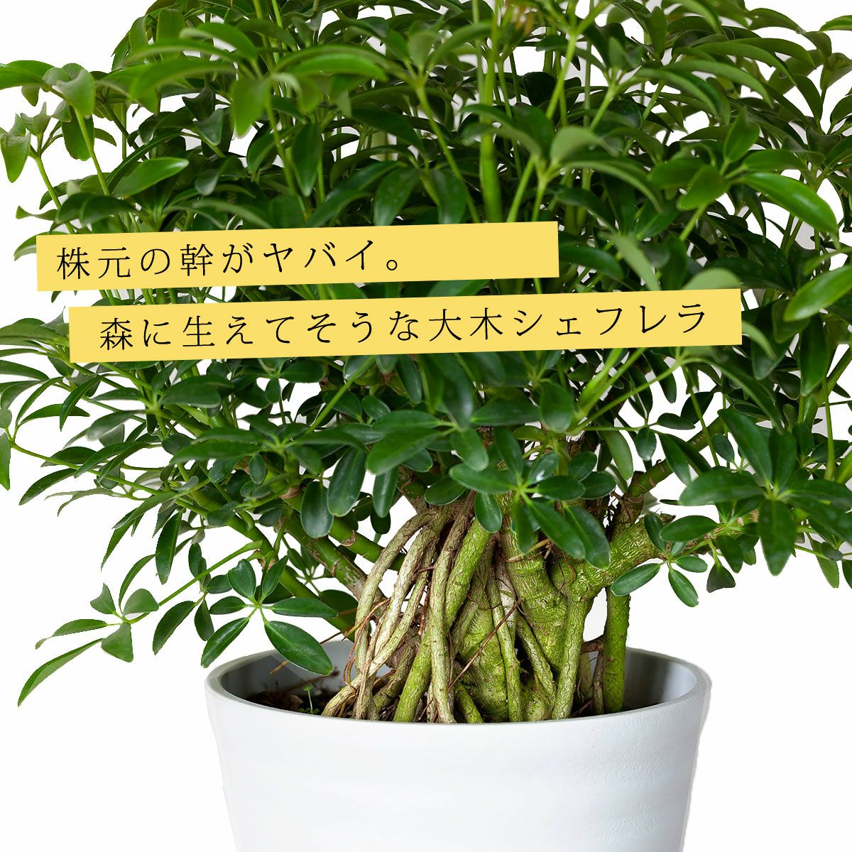 観葉植物の「木」｜森に生えてそうなシェフレラ。気根が凄い！