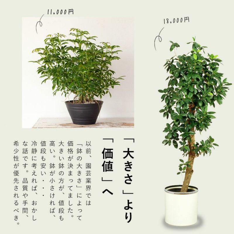 観葉植物の「木」｜森に生えてそうなシェフレラ。気根が凄い！