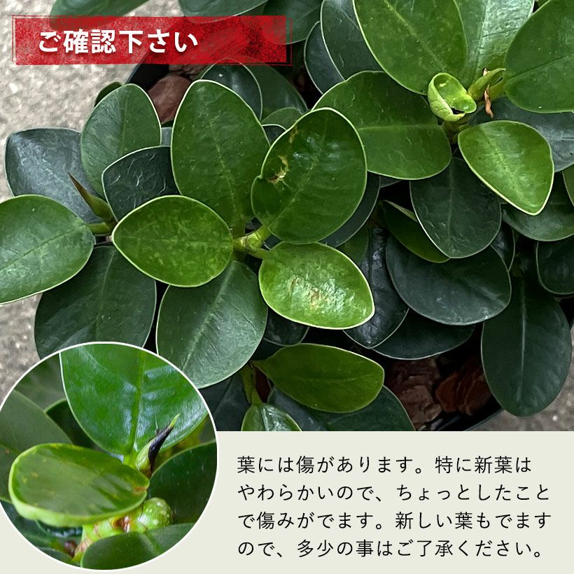 現品】葉が小さいタイプ 子パンダガジュマル コパンダガジュマル 12号