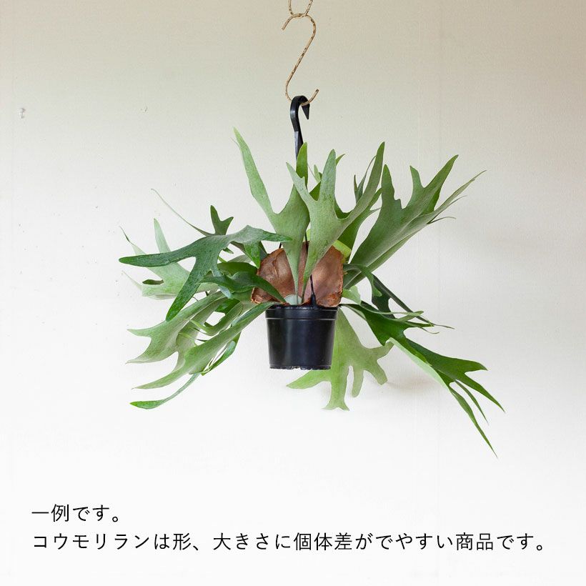 ▲▼ 手ごろな大きさのベッカリー：１…シダ・観葉・野生ラン▲