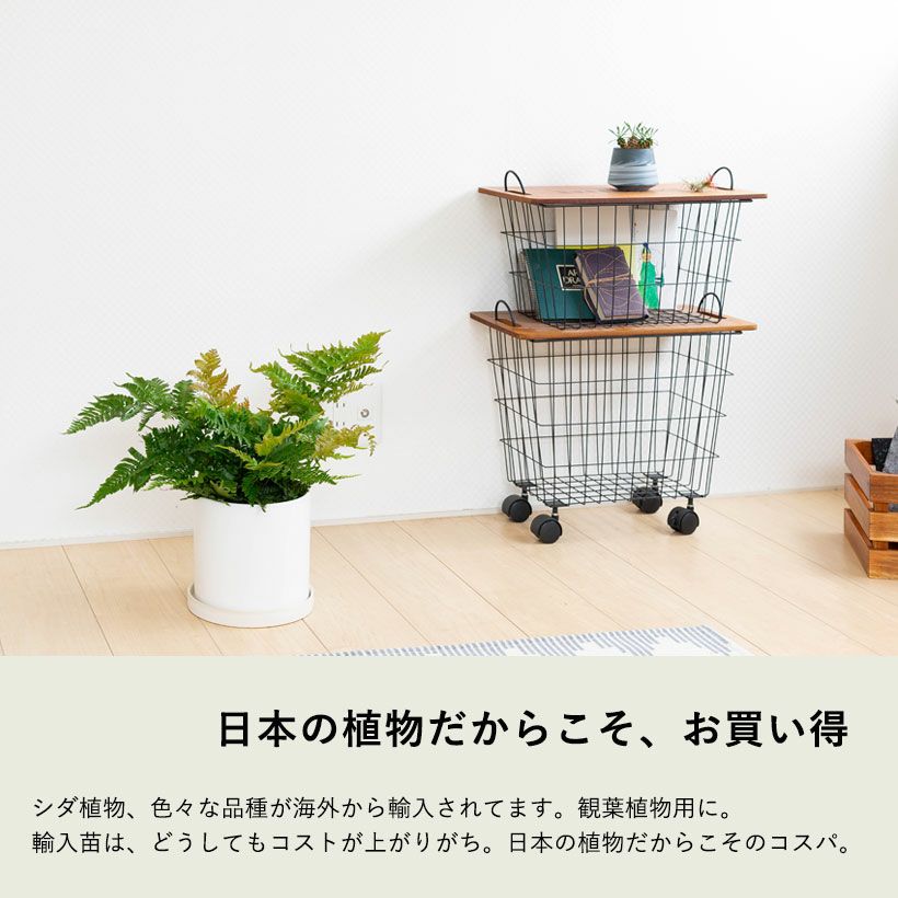 ベニシダを白い鉢に植え替え