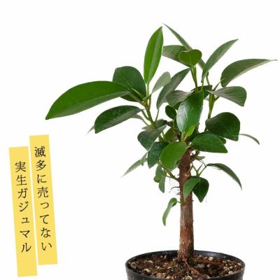 観葉植物 パンダガジュマル実生苗 - インテリア小物