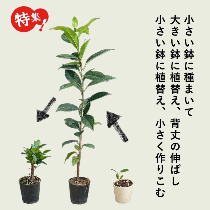 実生ガジュマルの幹