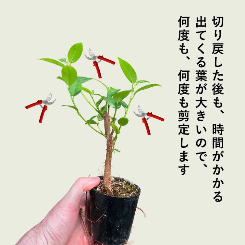 実生ガジュマルの幹