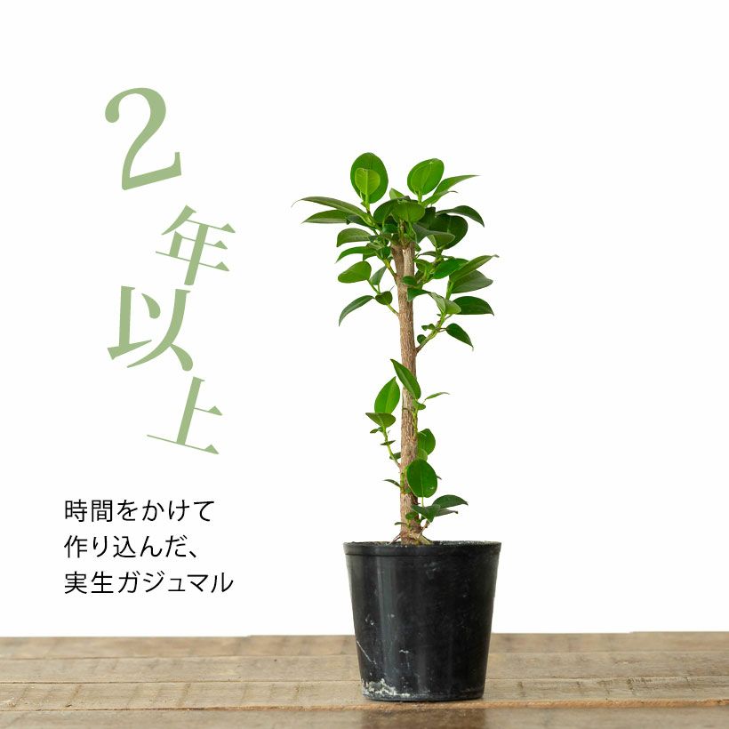 種から育てたガジュマル｜人気の実生タイプ！2年以上かけてます！