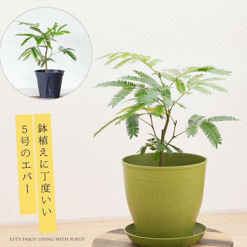 大セール中！5鉢価格！エバーフレッシュ　苗　苗木　観葉植物　5号鉢 楽天市場】エバーフレッシュ 5号の通販