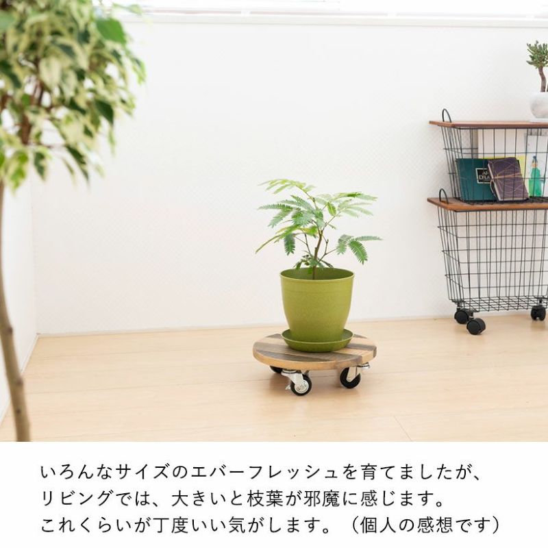 エバーフレッシュ　リビングサイズ　Ｌ5 楽天市場】エバーフレッシュ（サイズ（植木鉢）7 ～ 9号）（観葉