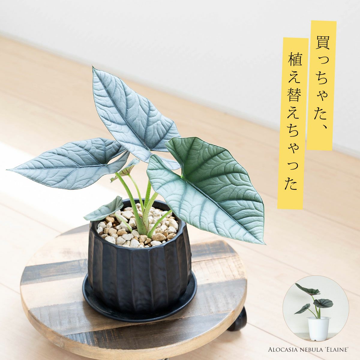 Alocasia アロカシア 斑入り クワズイモ 株分け苗 - 植物/観葉植物