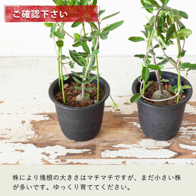 火星人フォッケア|育てやすく塊根を太らせやすい育て方付き 火星人フォッケア|育てやすく塊根を太らせやすい育て方付き