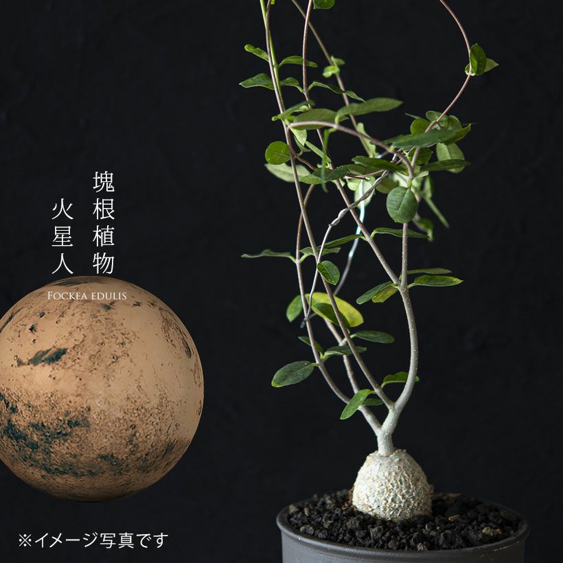 火星人フォッケア｜育てやすく塊根を太らせやすい育て方付き