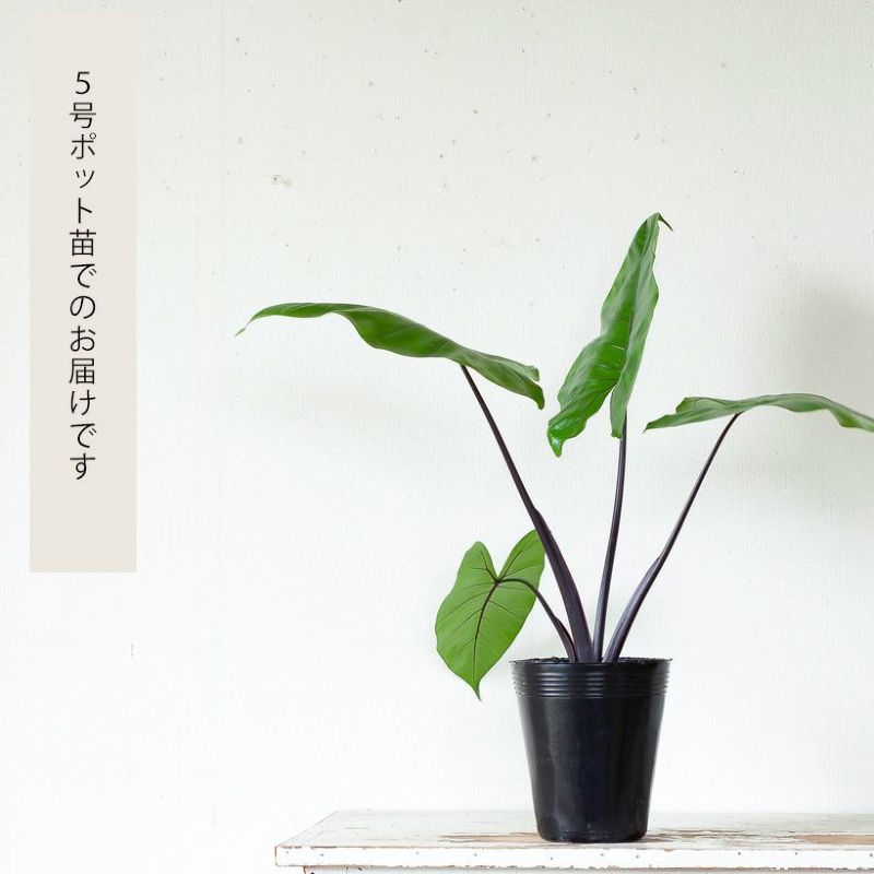 しんご　極斑！アロカシア ブラックステム　サイズ大 アロカシア ブラックステム 3.5号 | PLANTS SHOP