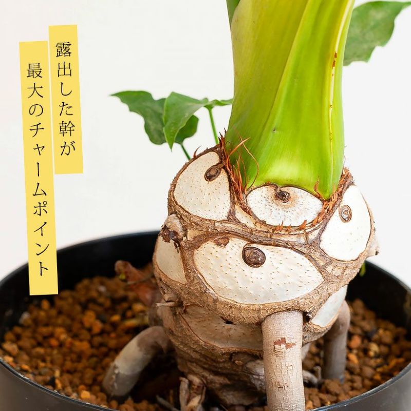 【2024新品】フィロデンドロン　セローム　幹上がり 観葉植物