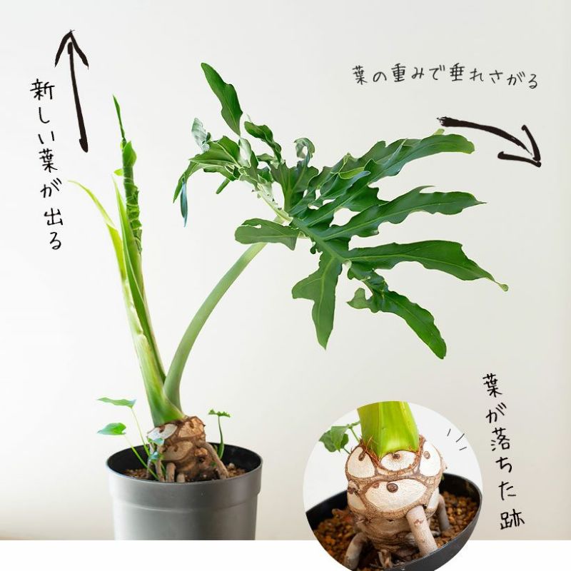 セローム根上がり｜ロングPOT植え替えバージョン：育て方付き