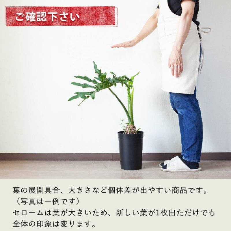 ストア 巨大セローム 高級観葉植物 根上がりが素敵 セローム立木