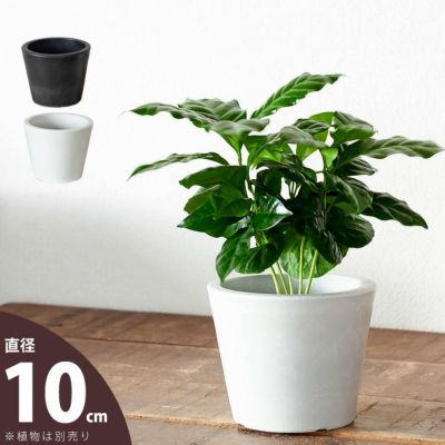 植物の美しさを引き立てる、上品デザインの樹脂POT（10cm）