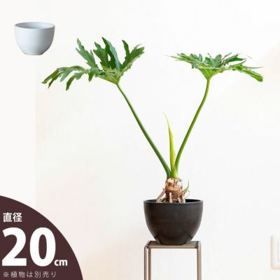 ボウル型、おしゃれな樹脂POT（20cm）