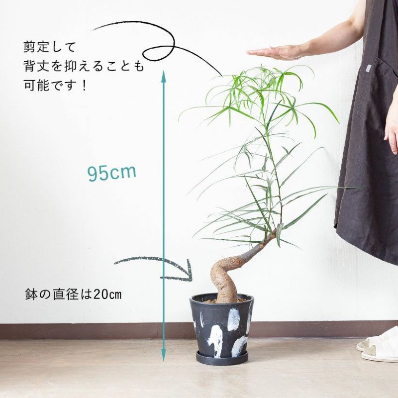 ボトルツリー太い幹に「曲がり」が付いたお洒落GREEN｜e花屋さん