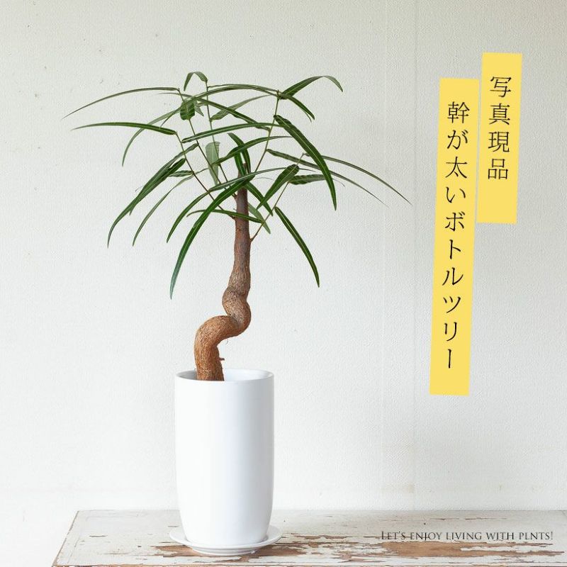 ボトルツリー　幹太 ボトルツリー育て方付き｜e花屋さん