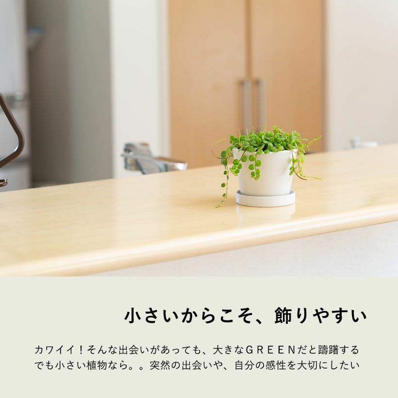 テーブルに飾れるミニ観葉植物