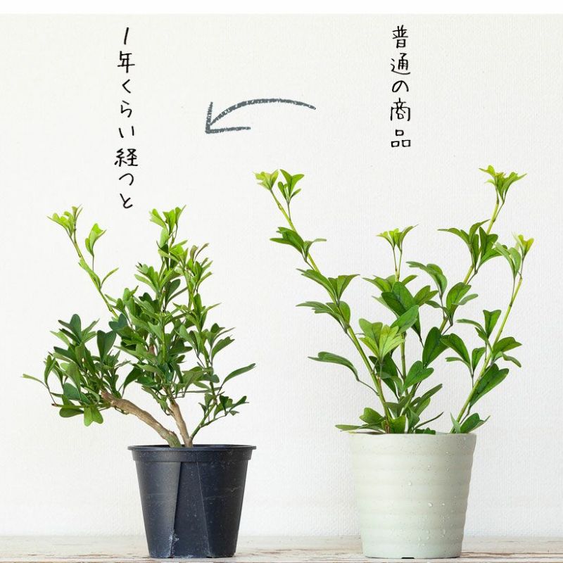 目指せGREEN盆栽！ 「木」になる観葉植物、シェフレラ・トライ