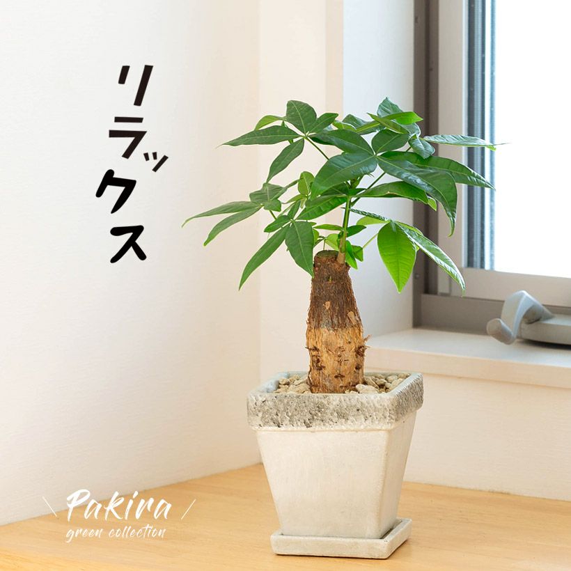 パキラ 観葉植物 やさしく セメント鉢付き