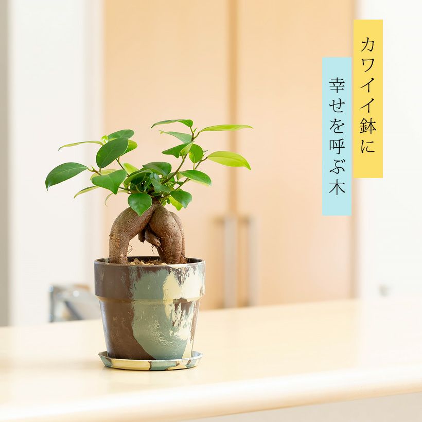 幸せを呼ぶ木」ガジュマル｜育て方付き！初心者おすすめ植物