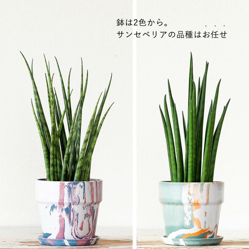 サンスベリア・ミカドをカラフルな鉢に植えて