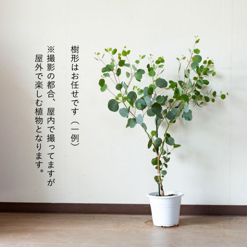 ✾ ユーカリ ポポラスベリー ✾ ポポラス フレッシュ ✾ ユーカリ・ポポラス128｜観葉植物専門店「ワールドガーデン」