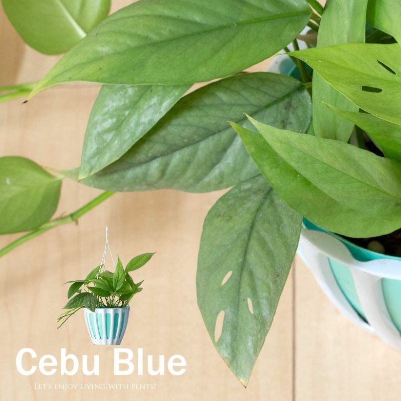 Cebu-Blue