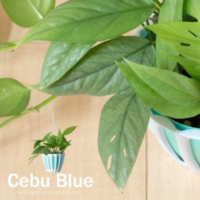 エピプレナムピナツム「セブブルー」ハブカズラとポトス近縁種