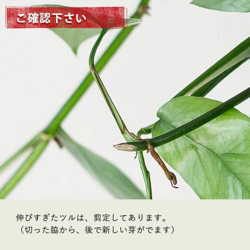エピプレナムピナツム「セブブルー」ハブカズラとポトス近縁種