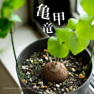 多肉植物45種｜初心者向け、寄せ植え。育て方ガイド付き