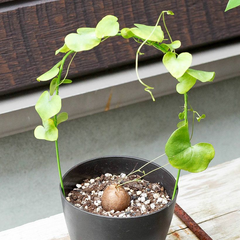 アフリカ亀甲竜｜葉っぱ際立つ行燈作り：育て方付き｜e花屋さん