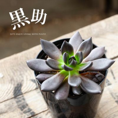 多肉植物45種｜初心者向け、寄せ植え。育て方ガイド付き