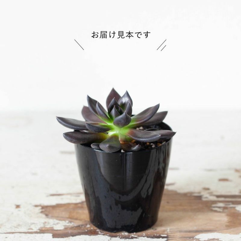 エケベリア・クロスケ｜ブラックプリンセス赤黒い魅力ある多肉