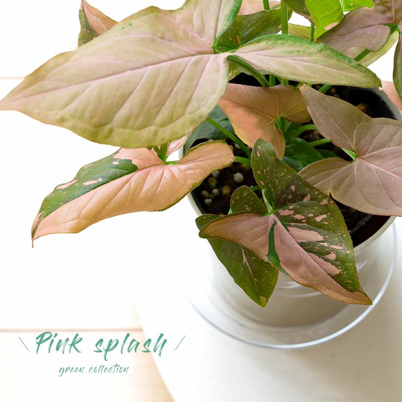 000000007300-01-l.jpg?t=