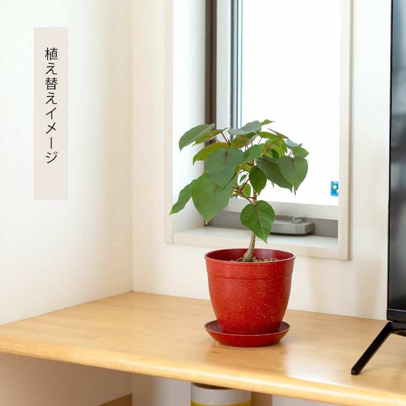 フィカスペティオラリス葉柄から葉脈にかけ赤く染まる植物