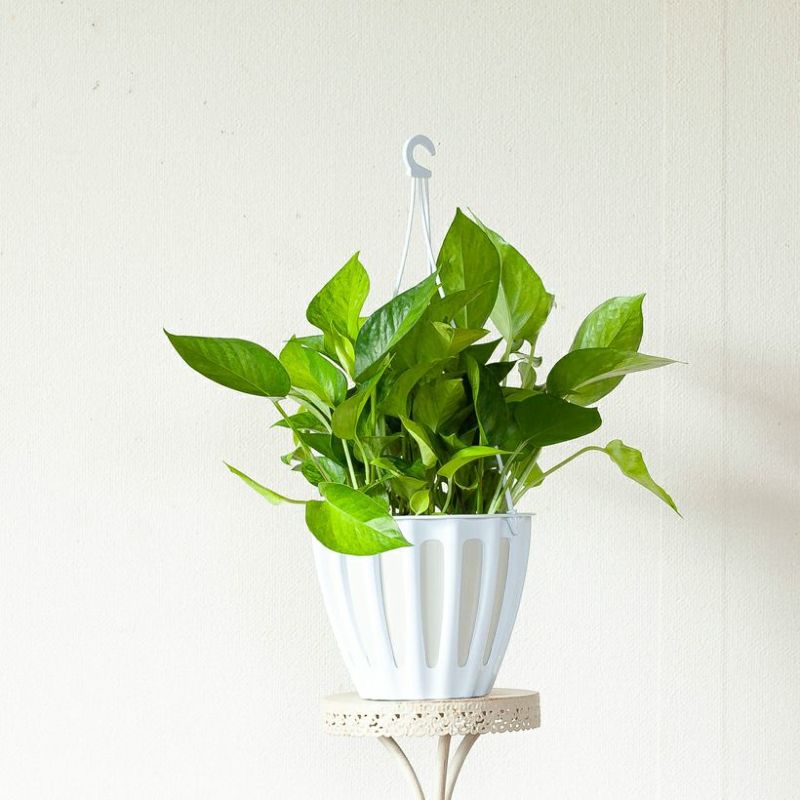 ポトス テルノ「カーニバル」伊藤輝則作：シリーズおすすめ種類