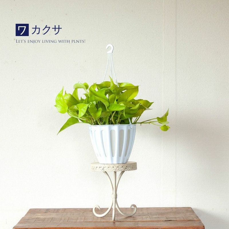 ☘観葉植物☘ポトス テルノわかくさ 5号 若草色 - メルカリ