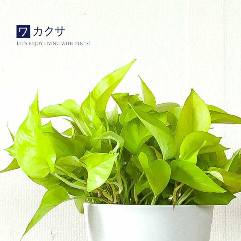 ☘観葉植物☘ポトス テルノわかくさ 5号 若草色 4ab8a39864754bd45c03581533c5e7