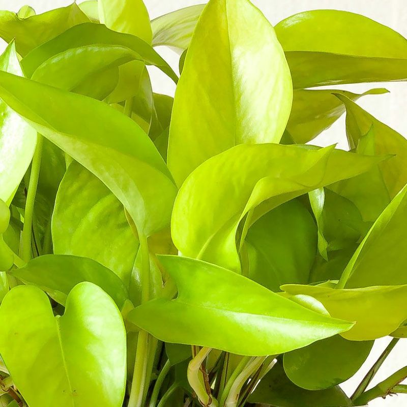☘観葉植物☘ポトス テルノわかくさ 5号 若草色 - メルカリ