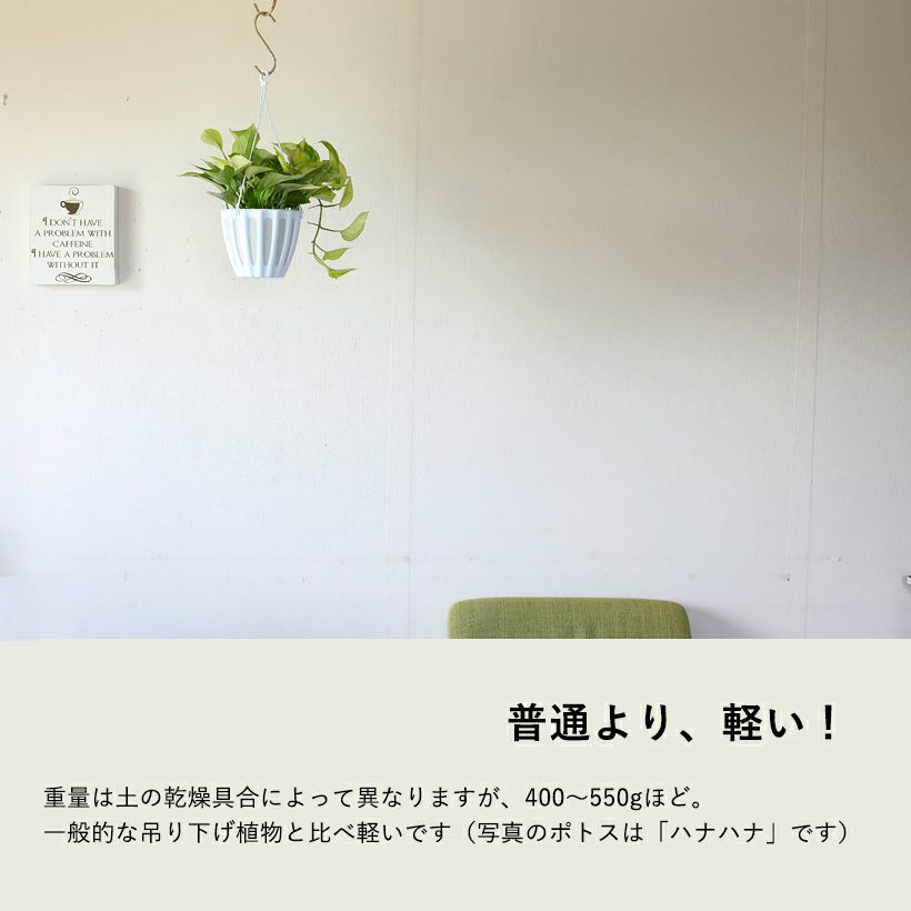 ポトス「スフィーダ」イタリア語で情熱。バレンシア枝変わり