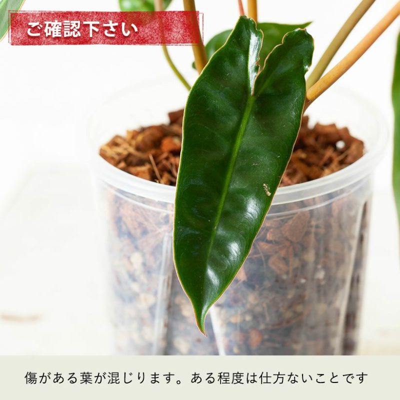 フィロデンドロン・ビレッタエ（ビレッティア）育て方付き