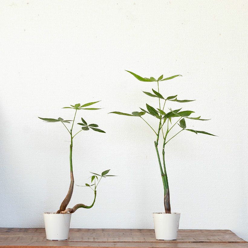 実生のパキラ｜種から育てたパキラは個性的な姿で花が咲くことも