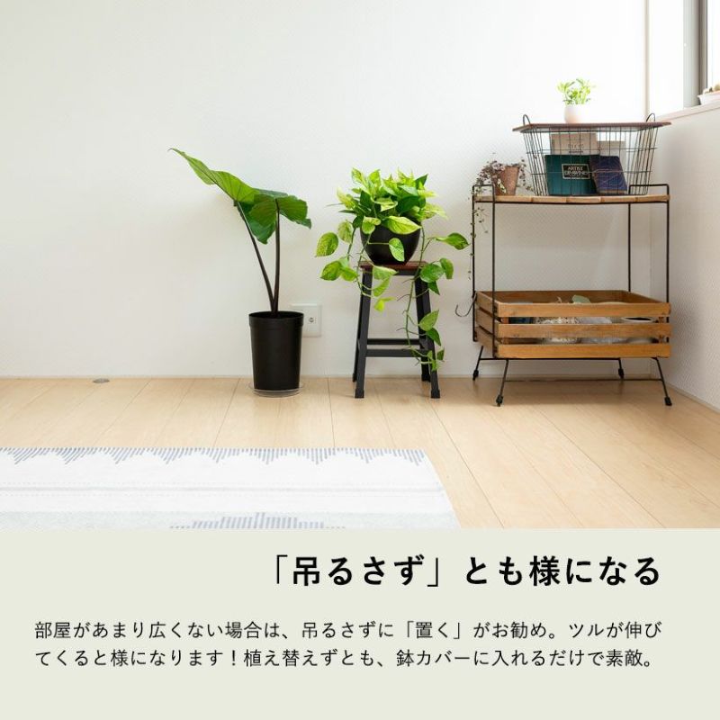 ポトス・グリーンスクラッチ育て方付き|マーブル柄の美しい品種 ポトス・グリーンスクラッチ育て方付き|マーブル柄の美しい品種