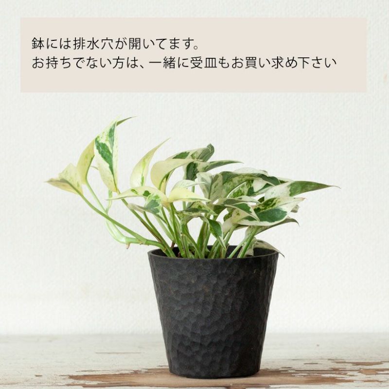 超希少種】【本物】 ポトス エクセレント 〈生産終了品種〉 - 植物