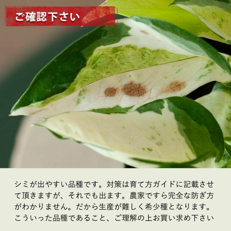 ポトスエクセレント