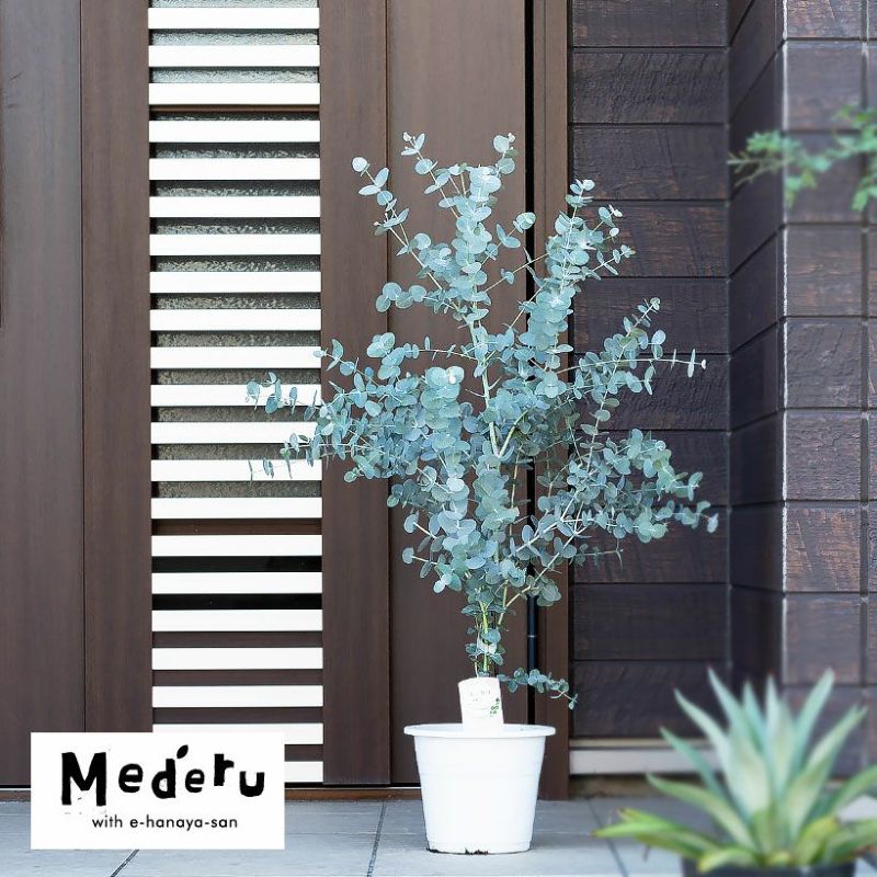 ユーカリグニー鉢植え（育て方付き）大きく育てるお勧めサイズ