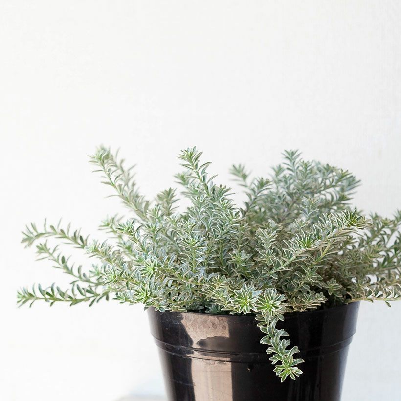 ウエストリンギア「スモーキー」育て方付き5号鉢植え｜e-花屋さん