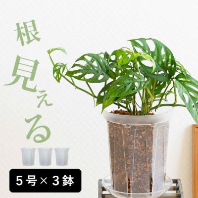 透明スリット鉢[5号サイズ×3鉢SET]